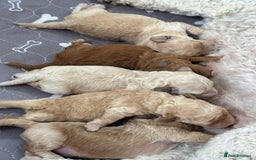 Cavapoochon dogs for sale: Cavapoochon Puppies For Sale - Image 4