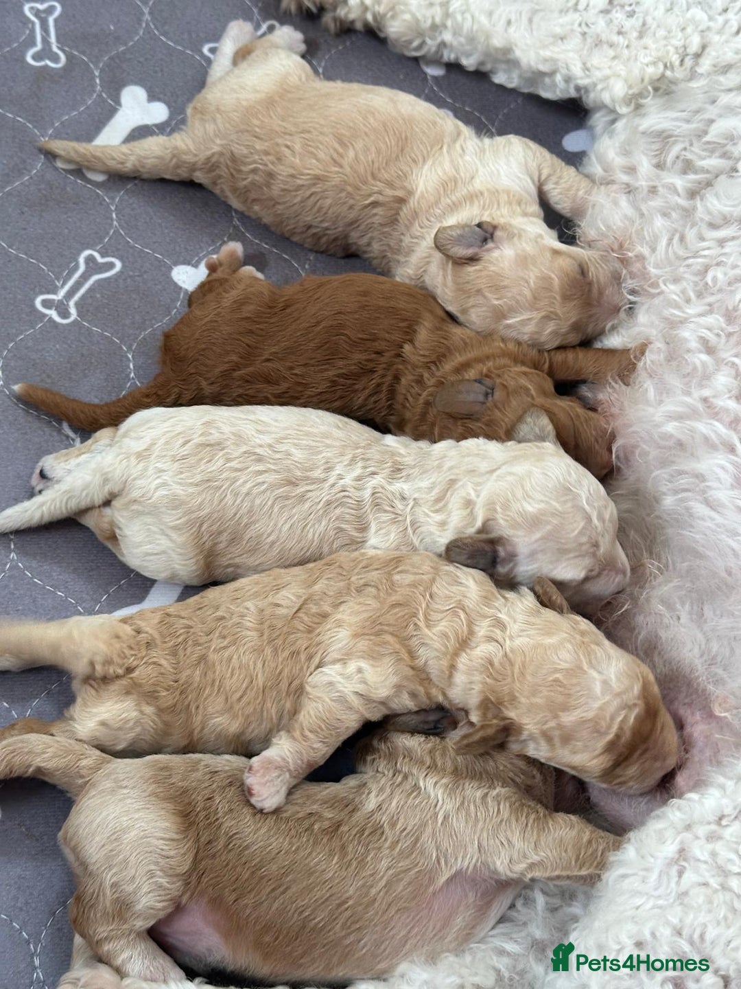 Cavapoochon dogs for sale: Cavapoochon Puppies For Sale - Image 4