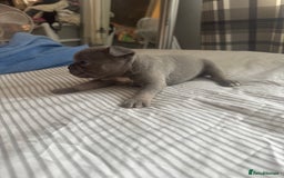 French Bulldog dogs for sale: 2 KC Reg’d French Bulldog Pups For Sale Left - Image 10
