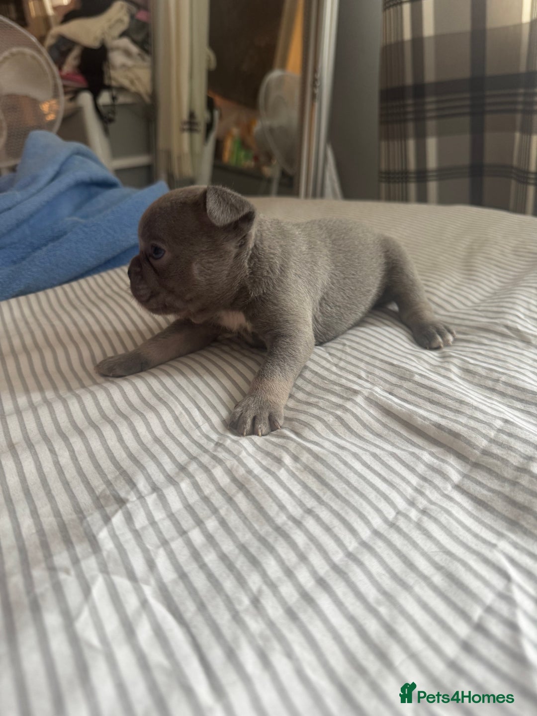 French Bulldog dogs for sale: 2 KC Reg’d French Bulldog Pups For Sale Left - Image 10