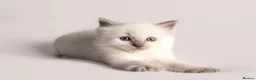 Ragdoll cats for sale: Beautiful Pedigree Ragdoll Kittens  - Advert 3