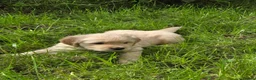 Golden Retriever dogs for sale: Beautiful Golden Retriever Puppies - Advert 9