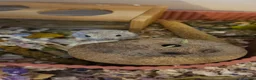 Gerbil rodents for sale: 2 female Gerbils  - Advert 4