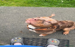 American Bulldog dogs for sale: 11 Month old Chocolate Tri Tweed Merel female - Image 4