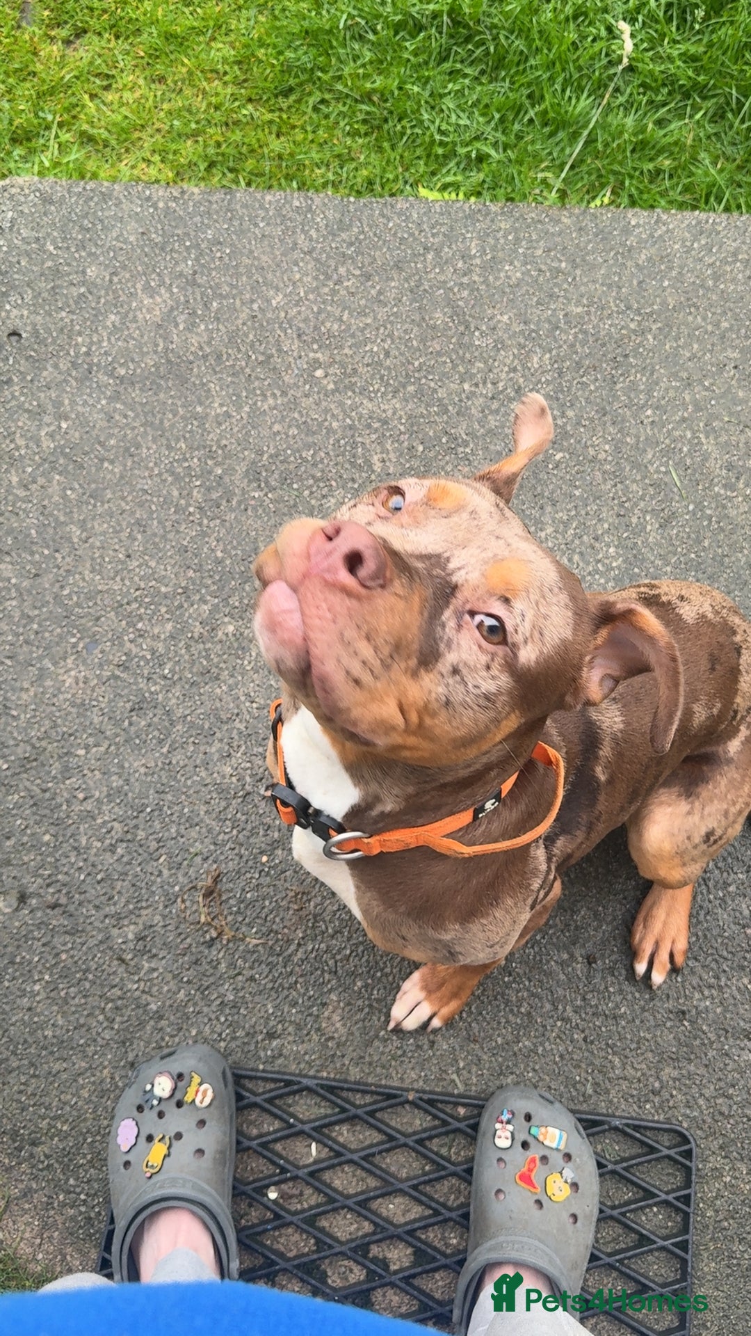American Bulldog dogs for sale: 11 Month old Chocolate Tri Tweed Merel female - Image 4