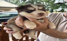 Pomsky dogs for sale: Champion bloodline f4 pomskys - Image 13