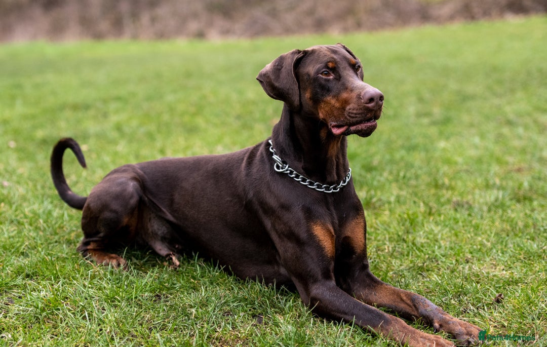 Dobermann dogs for stud: Proven KC Reg Doberman For Stud - Image 1