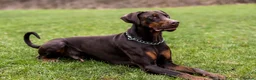 Dobermann dogs for stud: Proven KC Reg Doberman For Stud - Advert 1
