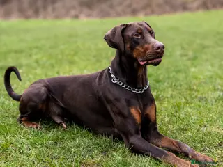 Dobermann dogs Proven KC Reg Doberman For Stud - Advert 1