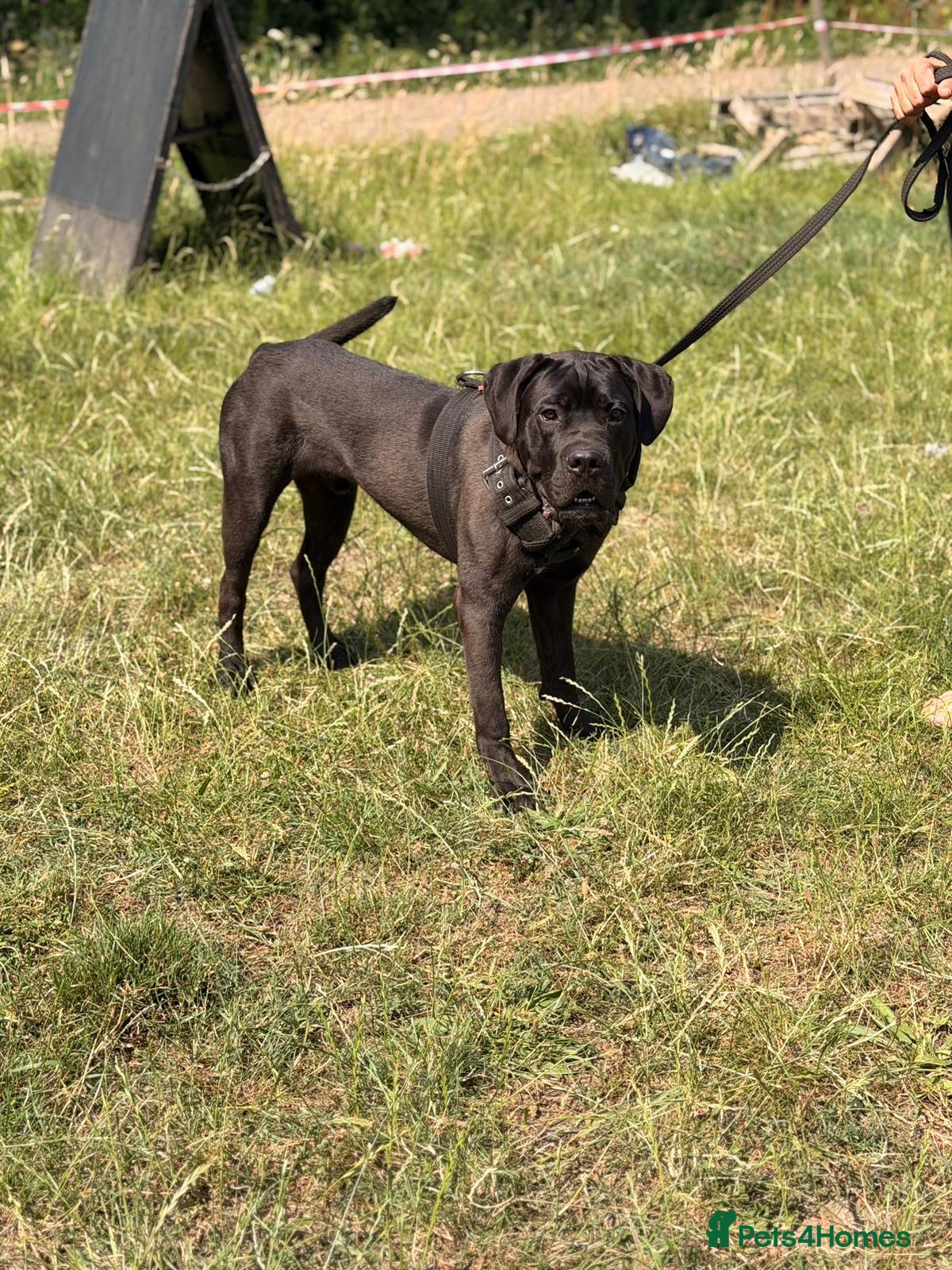 Cane Corso dogs 10 month old male cane corso  - Advert 1