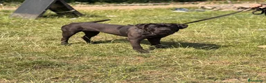 Cane Corso 1