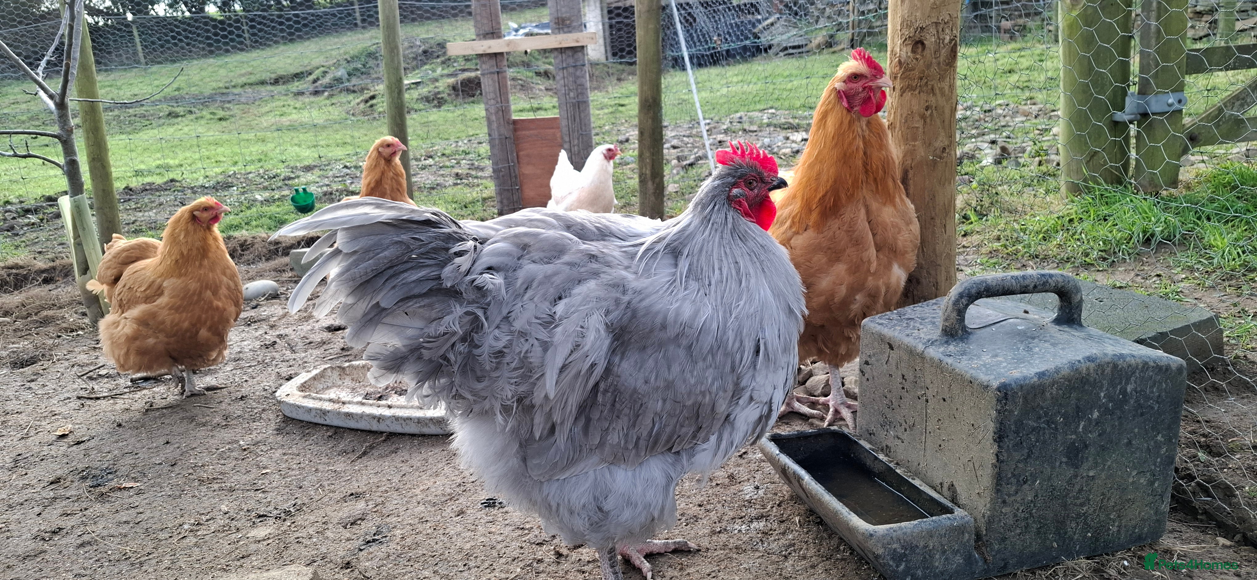Chickens poultry Purebred Buff and Lavender Orpington Cockerels - Advert 1