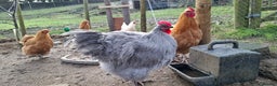 Chickens poultry for sale: Purebred Buff and Lavender Orpington Cockerels - Advert 1