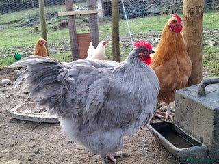 Chickens poultry Purebred Buff and Lavender Orpington Cockerels - Advert 1