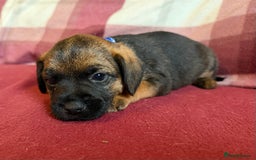 Border Terrier dogs for sale: Beautiful Border Terrier Puppies😍 - Advert 12