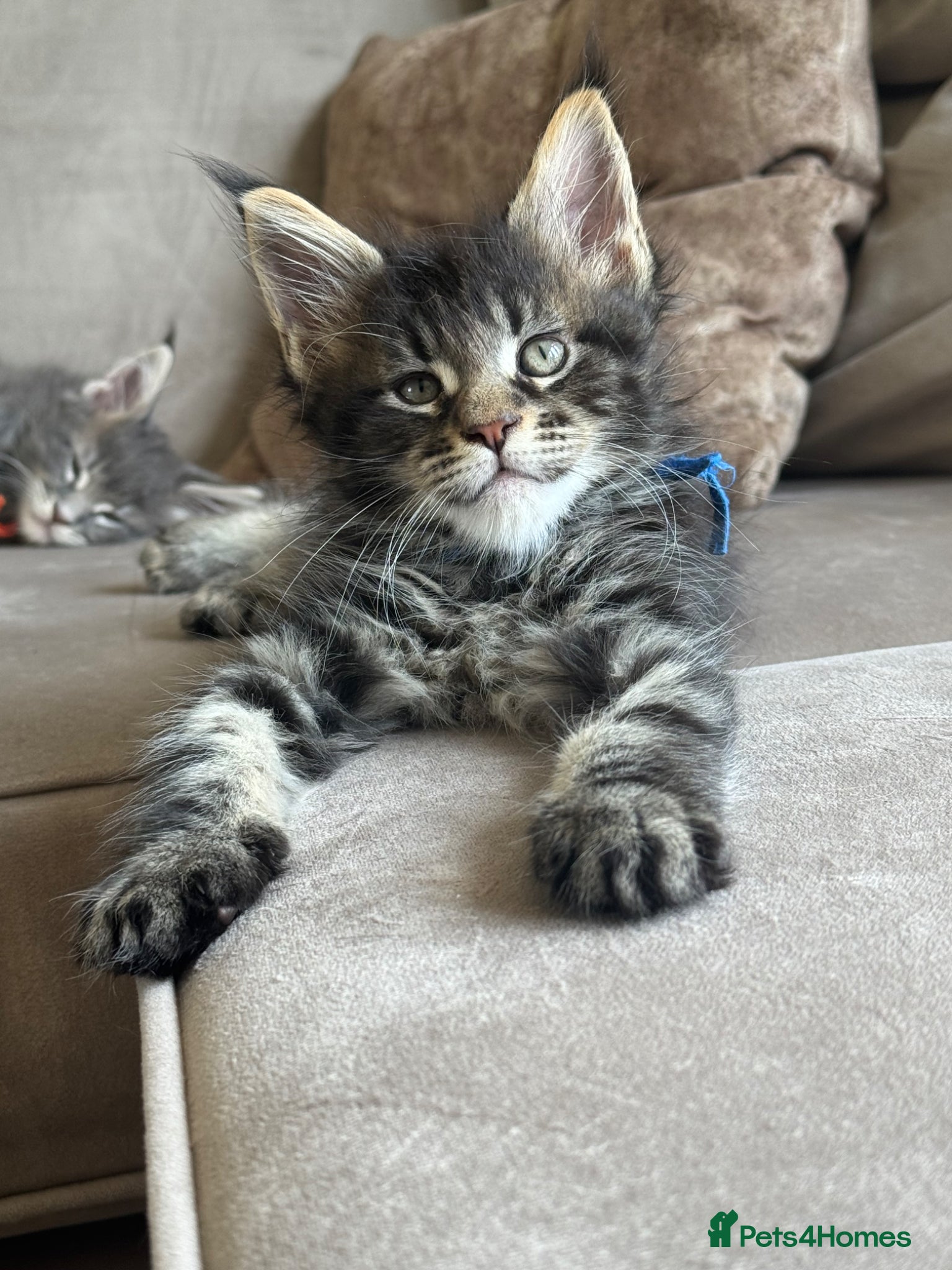Maine Coon cats Maine coon TICA reg - Advert 5
