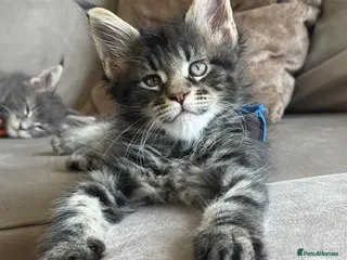 Maine Coon cats Maine coon TICA reg - Advert 1