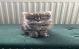 Toybob cats for sale: Kittens for sale  - Image 10