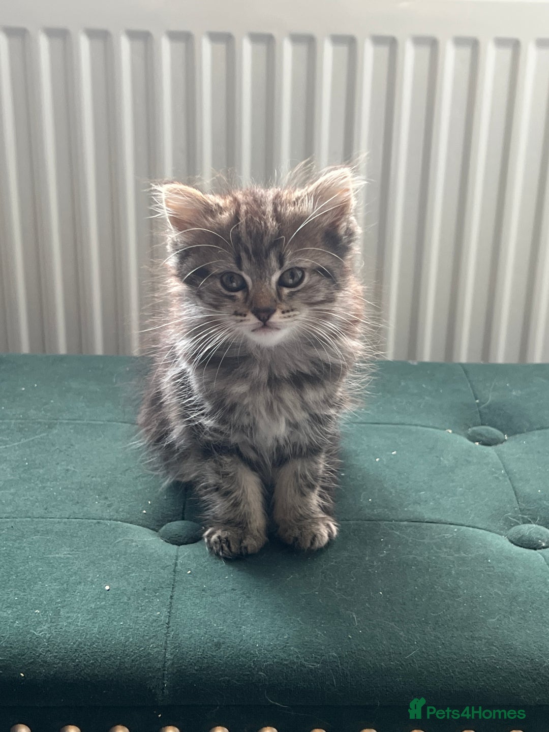 Toybob cats for sale: Kittens for sale  - Image 10