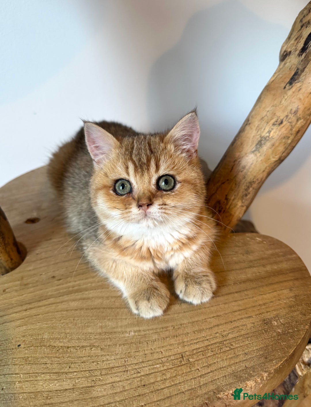British Shorthair cats for sale: Golden Tipped BSH - last MalaMor Kittens  - Image 11