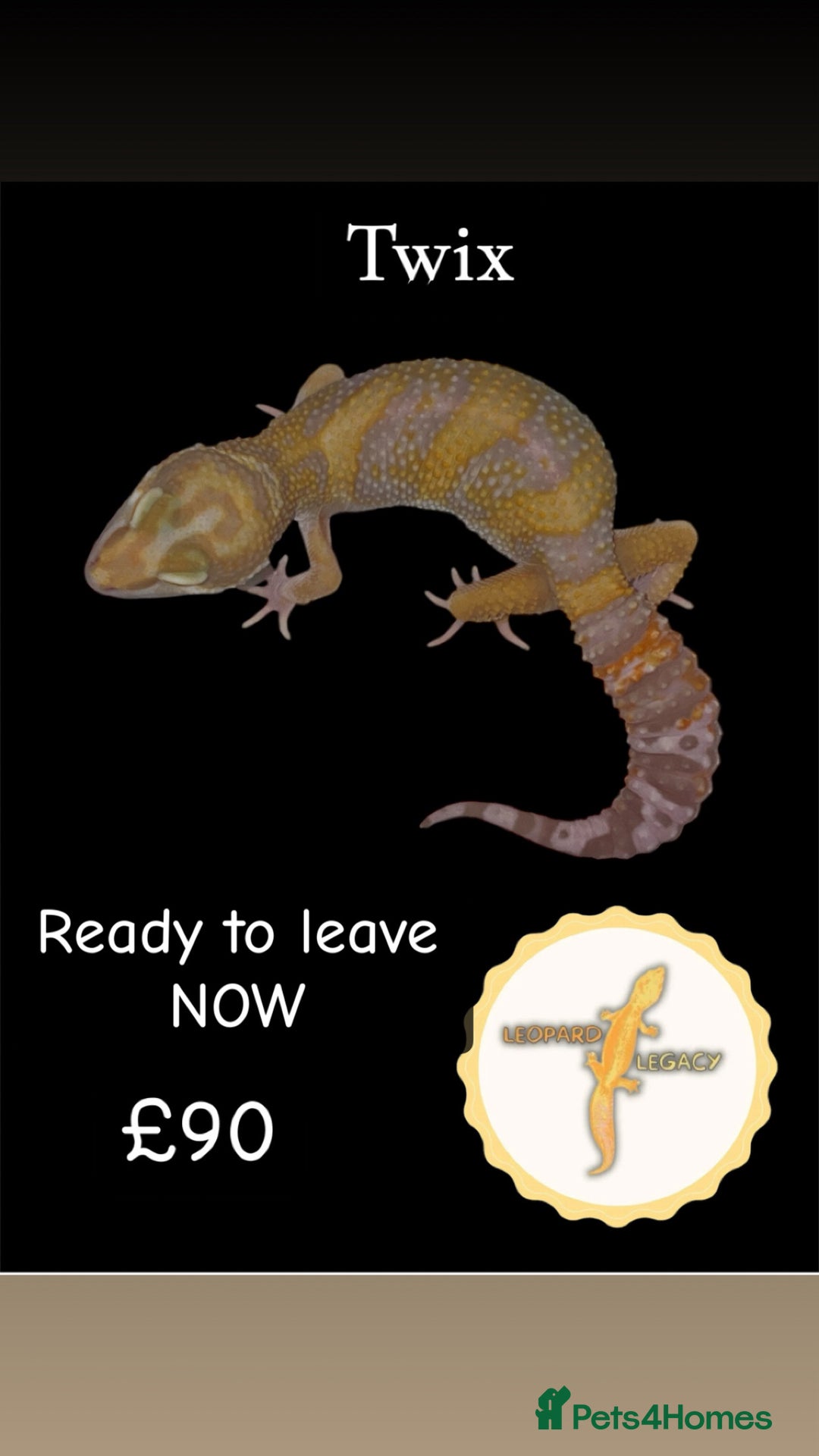 Leopard Gecko reptiles for sale: Multiple leopard gecko babies for quick sale!  - Advert 8