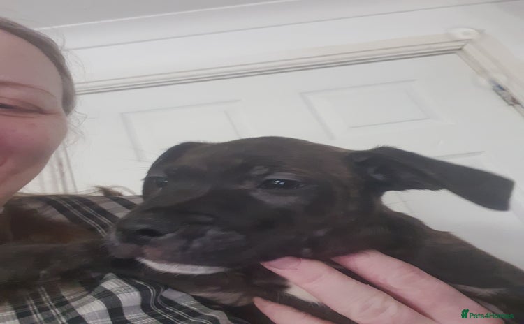 Staffordshire Bull Terrier dogs - Advert 5