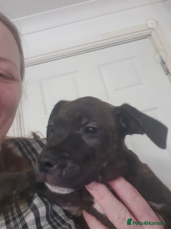 Staffordshire Bull Terrier dogs - Advert 15
