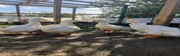 Ducks poultry for sale: Peekin duck 5 drakes - Advert 4