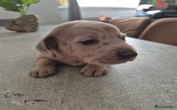 Dachshund dogs for sale: Dachounds - Image 15