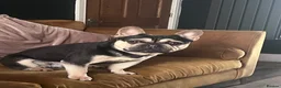 French Bulldog dogs for sale: Rehoming  in Rhyl - Advert 1