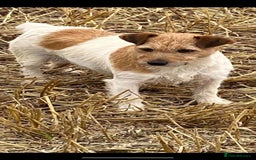 Jack Russell dogs for sale: Two Tri docked pure breed broken coated girl - Image 8