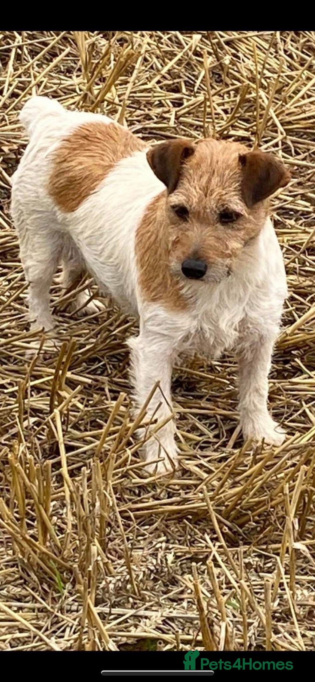 Jack Russell dogs for sale: Two Tri docked pure breed broken coated girl - Image 8