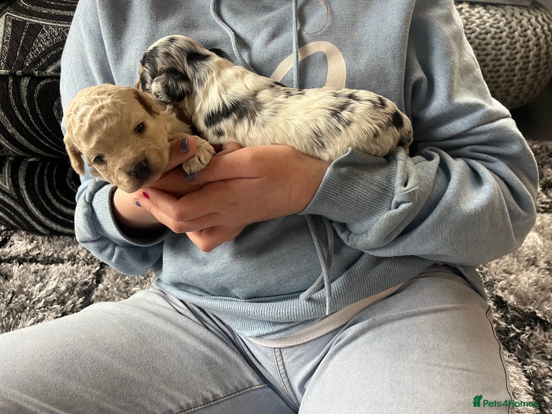 Cockapoo dogs for sale: Rare marked  small cockerpoo puppys  - Advert 25