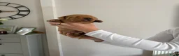 Labrador Retriever dogs for sale: Red Fox Labrador Puppies in Basingstoke - Advert 4