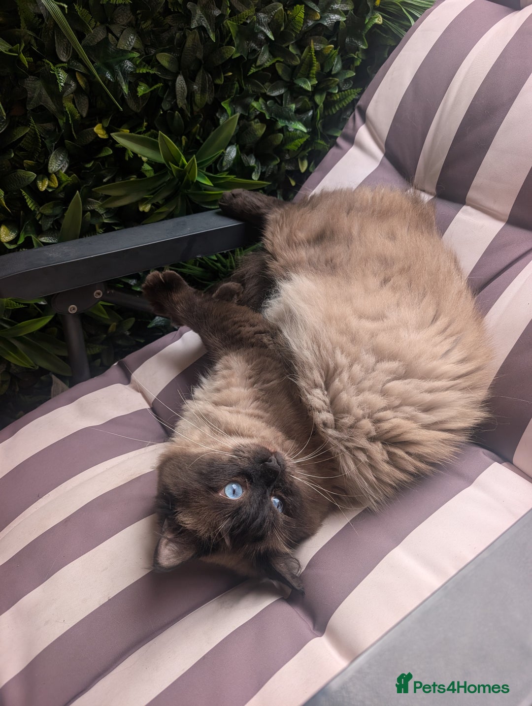 Ragdoll cats for sale: Absolutely gorgeous mink seal ragdoll for sale  - Image 1