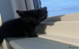 RagaMuffin cats for sale: Ragamuffin kittens  - Image 12
