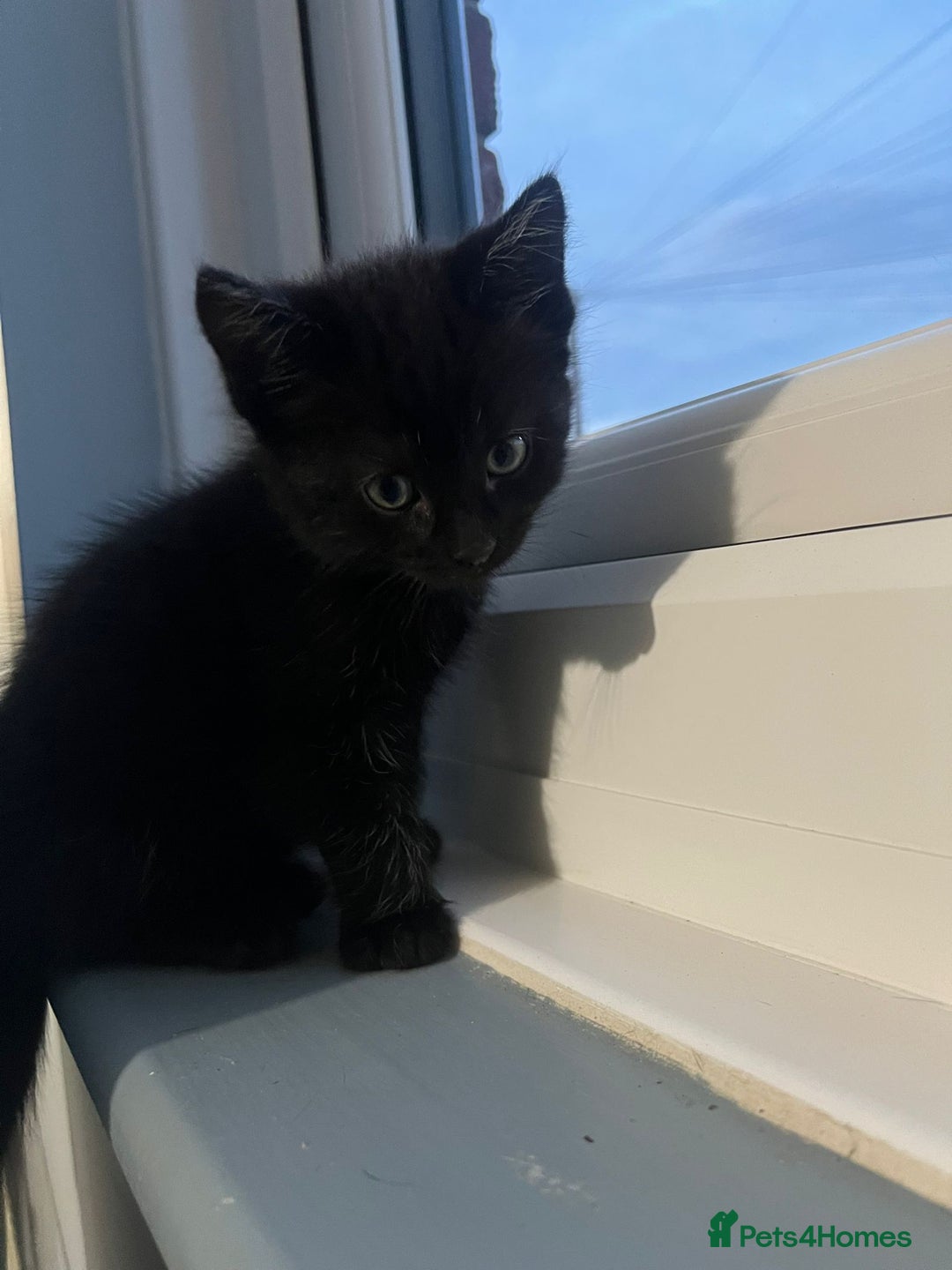 RagaMuffin cats for sale: Ragamuffin kittens  - Image 12