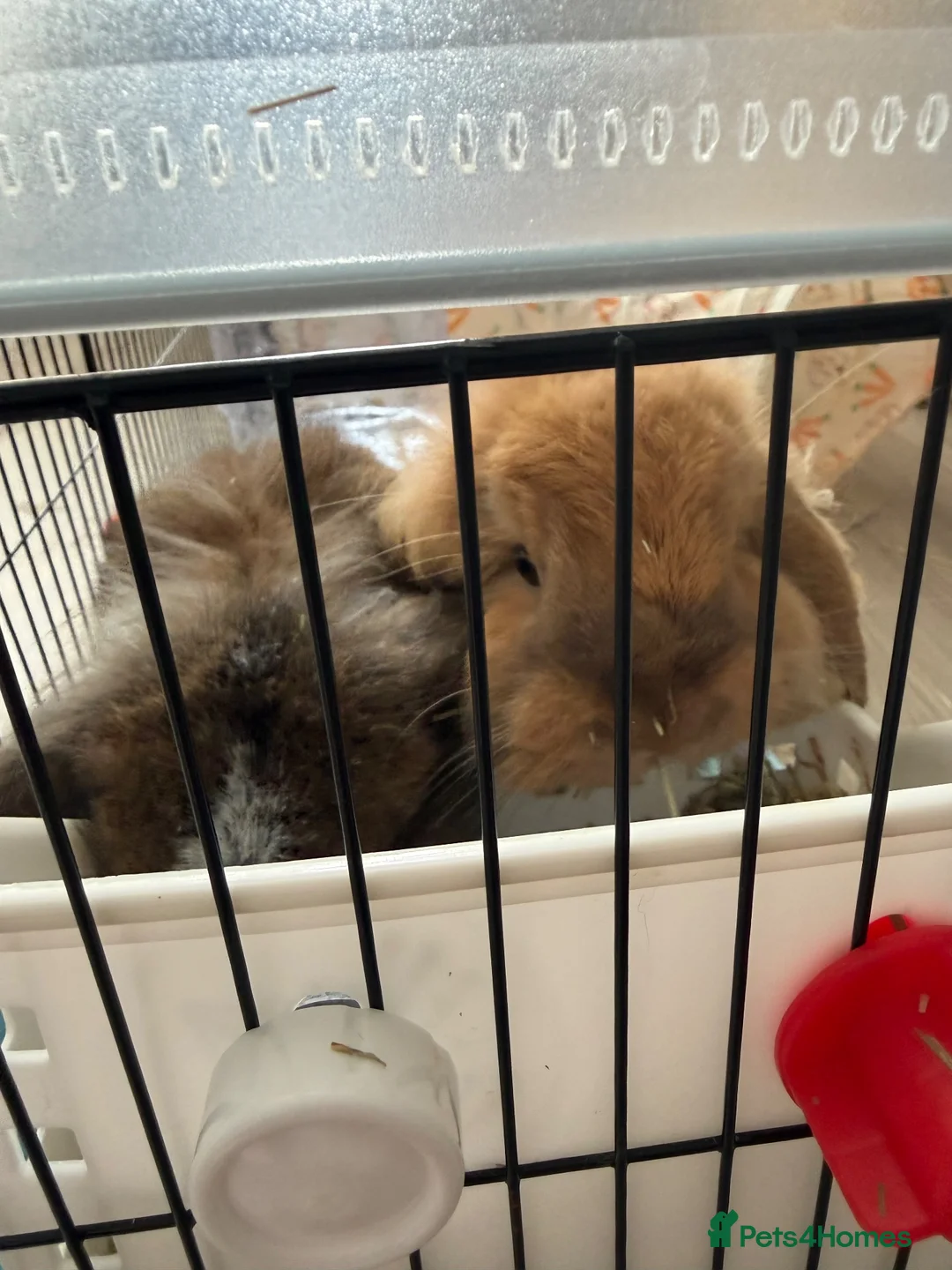 Mini Lion Lop rabbits for sale: 2 x Female Mini Lion Lop’s in Barry - Advert 2