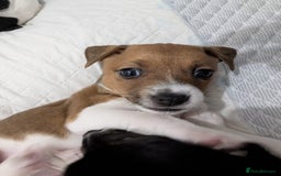 Jack Russell dogs for sale: 🐶 Jack Russell Puppies  – 2 Females 🐶 - Image 22