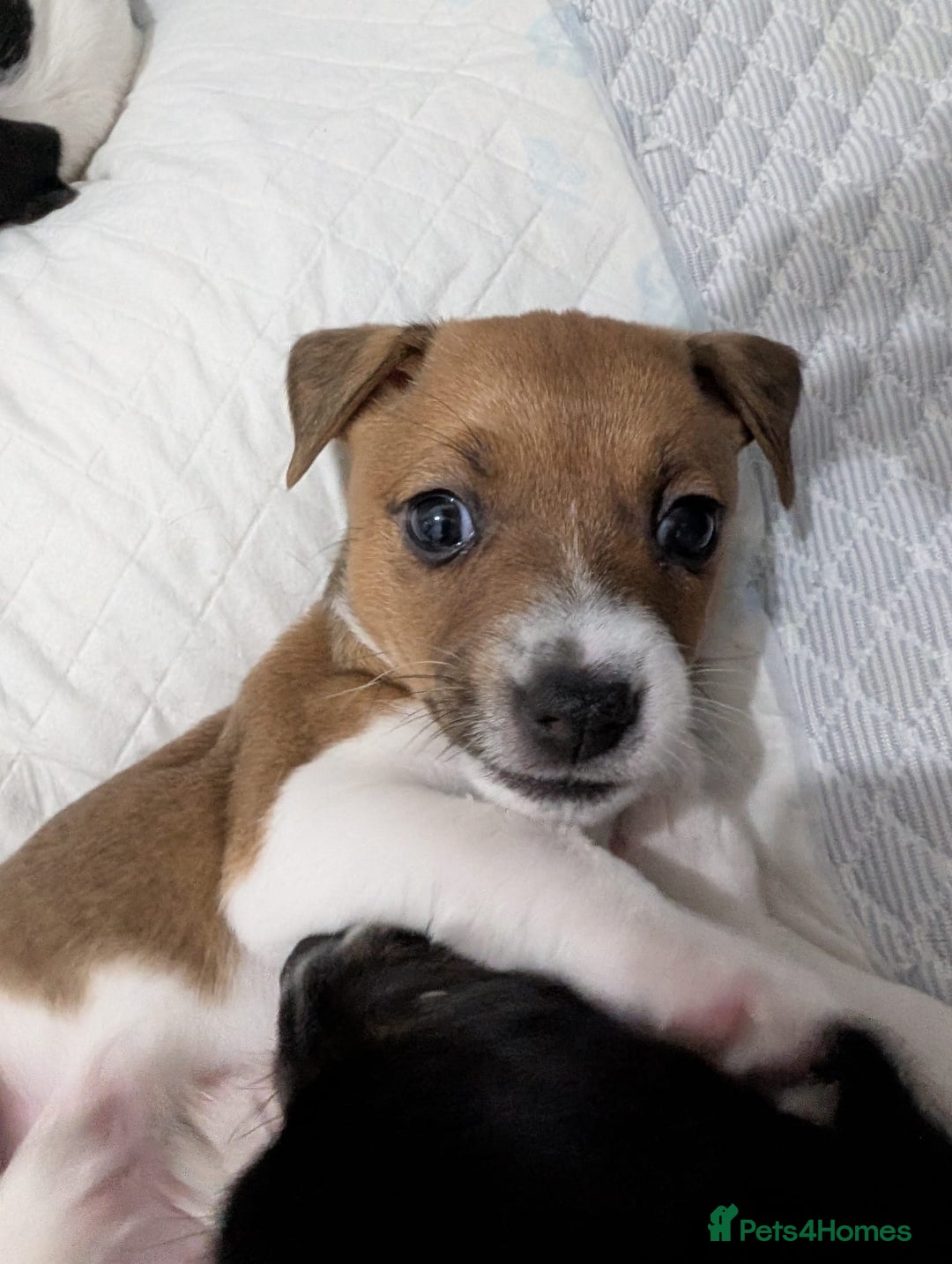 Jack Russell dogs for sale: 🐶 Jack Russell Puppies  – 2 Females 🐶 - Image 22