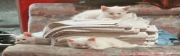Mixed Breed cats for sale: Four adorable, cuddly kittens - Advert 4