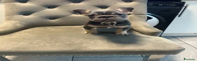French Bulldog 1