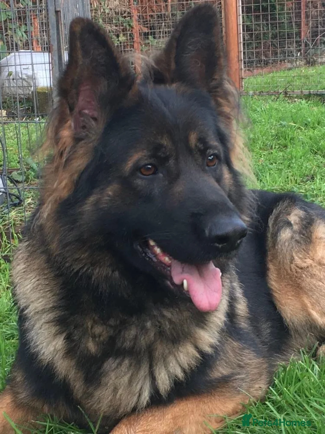 German Shepherd dogs for stud: Jerry Available At Stud Fully Health Tested Clear in Wisbech - Advert 12