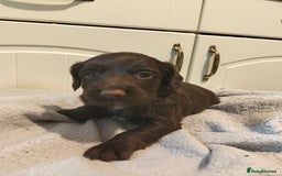 Cocker Spaniel dogs for sale: 7 beautiful cocker spaniels  - Image 26