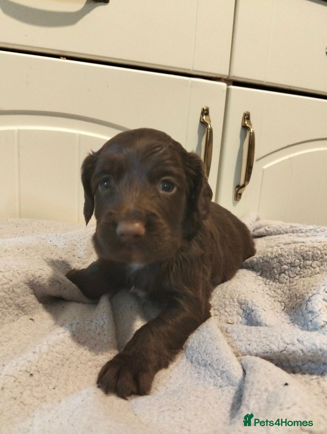 Cocker Spaniel dogs for sale: 7 beautiful cocker spaniels  - Image 26
