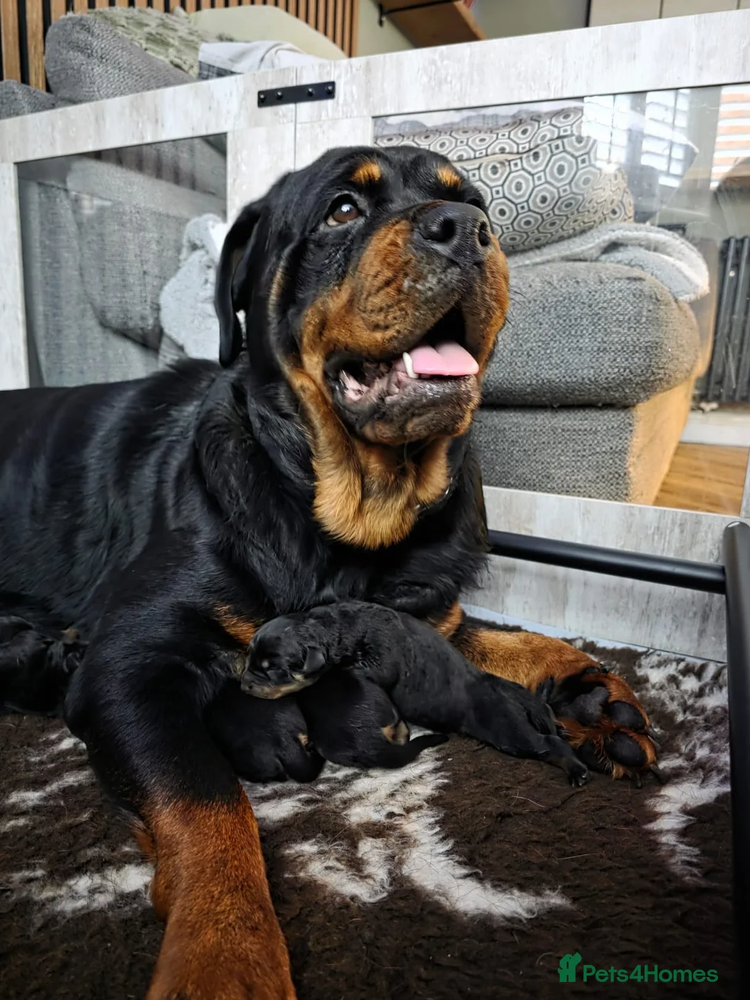 Rottweiler dogs for sale: Stunning chunky Rottweiler puppies  - Advert 22