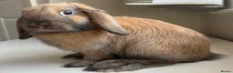 Mini Lop rabbits for sale: Sooty Fawn mini lop  - Advert 4