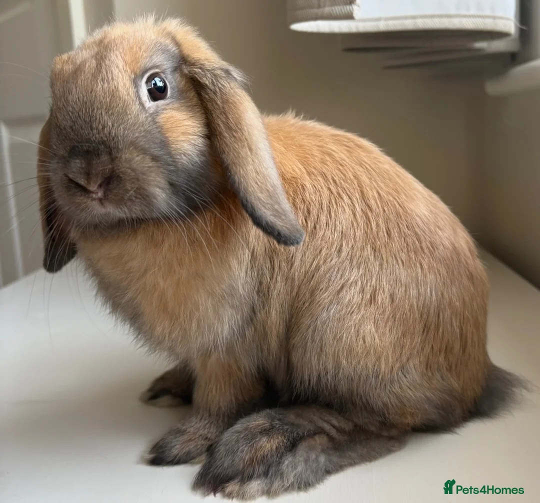 Mini Lop rabbits for sale: Sooty Fawn mini lop  - Advert 4