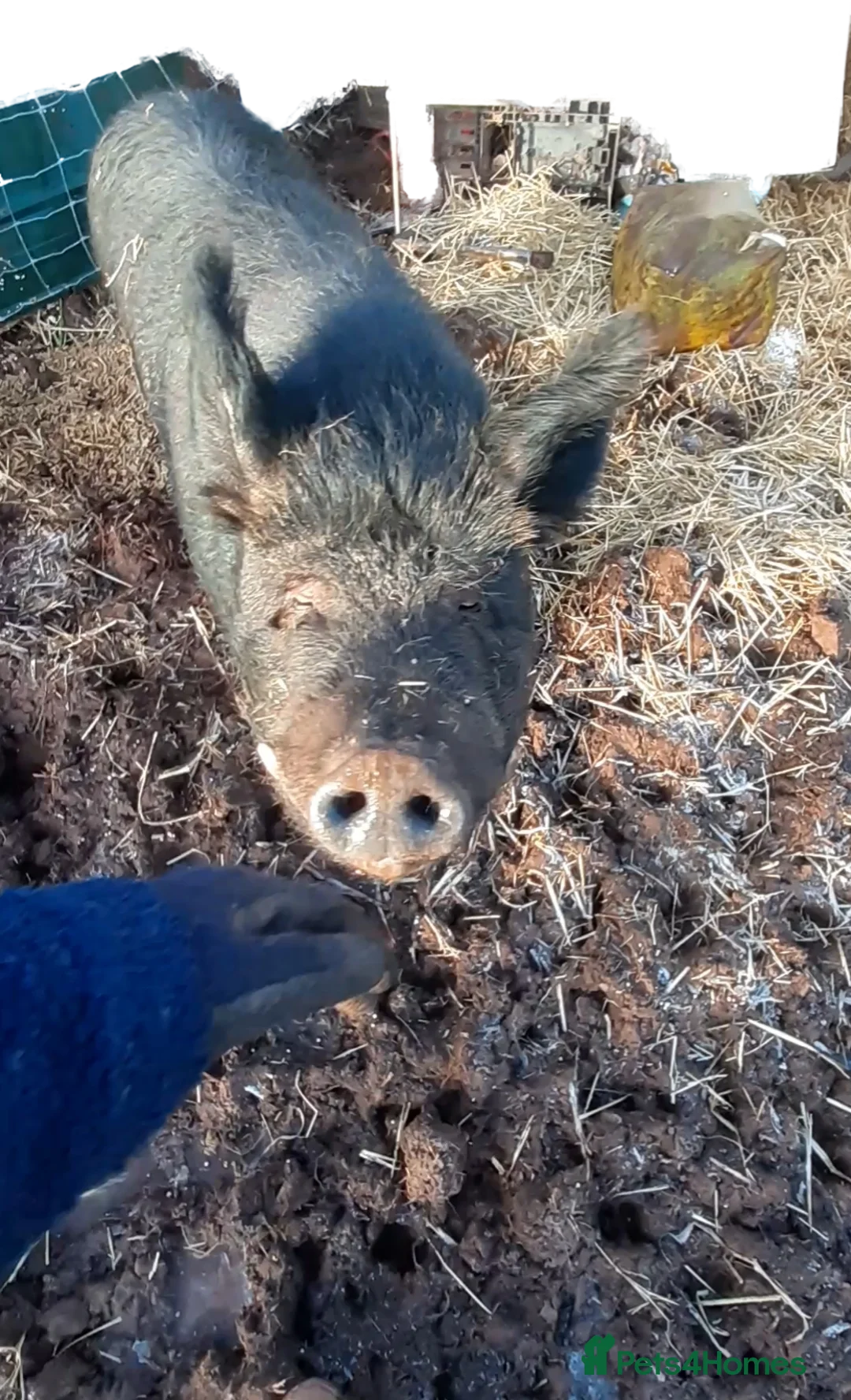 Pig livestock for sale: Bambalina, large black pig - Advert 2