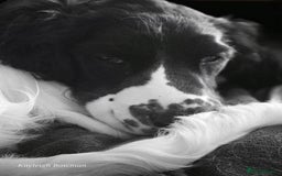 English Springer Spaniel dogs for sale: Needs a loving home  - Image 1